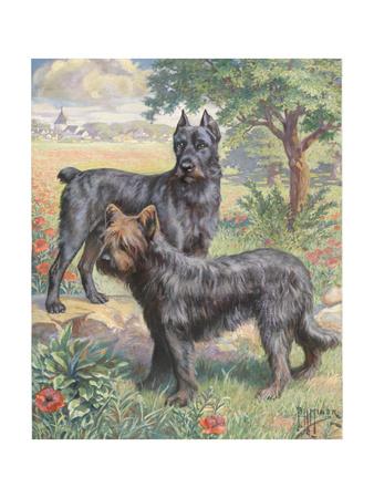 bouvier police dog