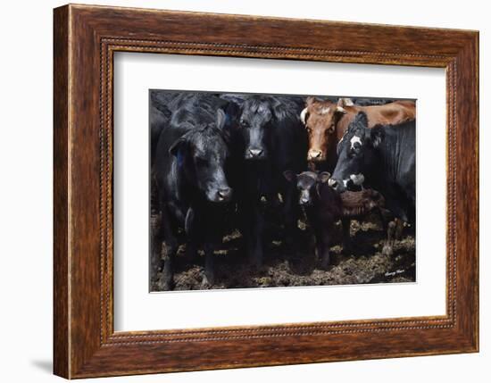 Bovine Selfie-Barry Hart-Framed Art Print