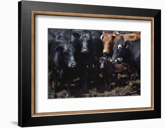 Bovine Selfie-Barry Hart-Framed Art Print