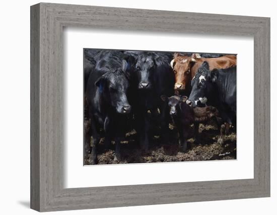 Bovine Selfie-Barry Hart-Framed Art Print