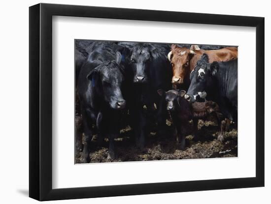 Bovine Selfie-Barry Hart-Framed Art Print