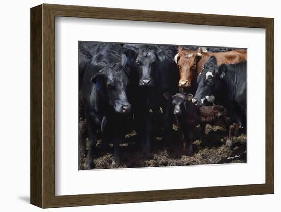 Bovine Selfie-Barry Hart-Framed Art Print