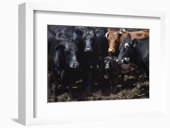 Bovine Selfie-Barry Hart-Framed Art Print