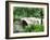 Bow Bridge, Central Park, Manhattan-Amanda Hall-Framed Photographic Print