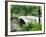 Bow Bridge, Central Park, Manhattan-Amanda Hall-Framed Photographic Print