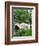 Bow Bridge, Central Park, Manhattan-Amanda Hall-Framed Photographic Print