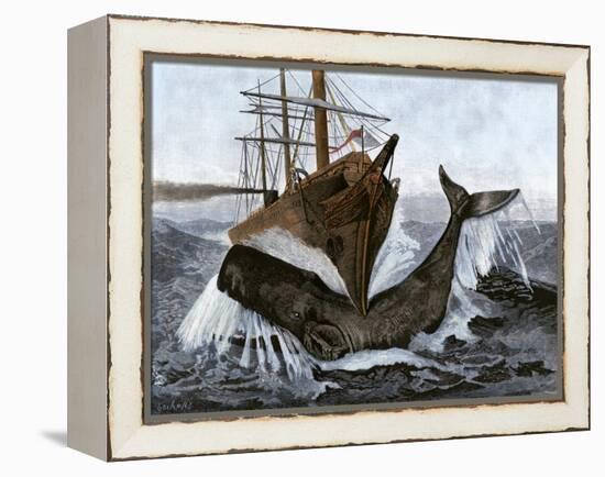 Bow of the Ship "Essex" Striking a Whale-null-Framed Premier Image Canvas