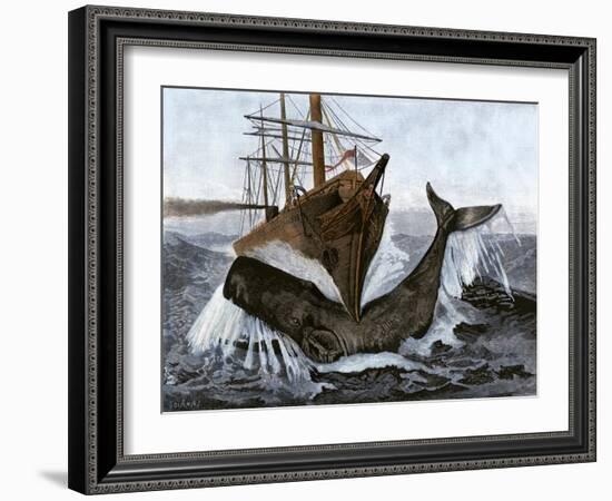 Bow of the Ship "Essex" Striking a Whale-null-Framed Giclee Print