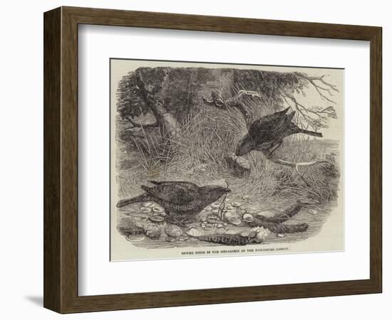 Bower Birds in the Menagerie of the Zoological Society-null-Framed Giclee Print
