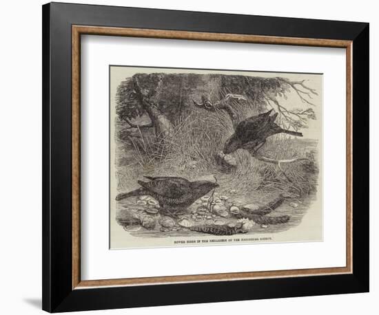 Bower Birds in the Menagerie of the Zoological Society-null-Framed Giclee Print