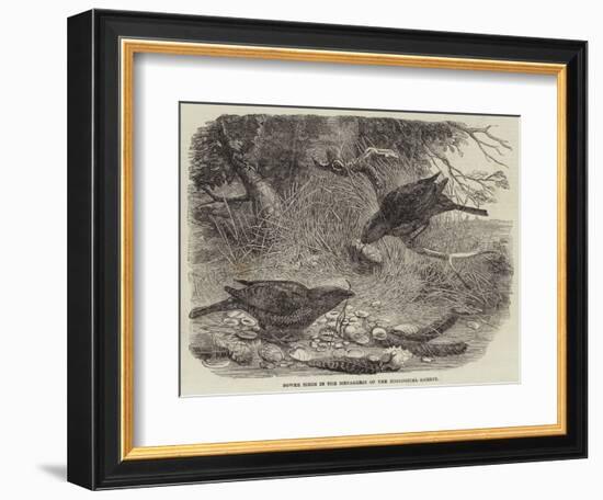 Bower Birds in the Menagerie of the Zoological Society-null-Framed Giclee Print