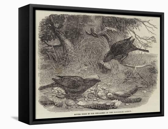 Bower Birds in the Menagerie of the Zoological Society-null-Framed Premier Image Canvas