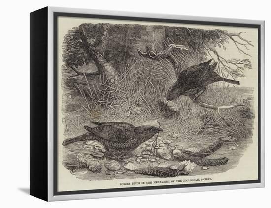 Bower Birds in the Menagerie of the Zoological Society-null-Framed Premier Image Canvas