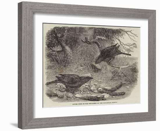 Bower Birds in the Menagerie of the Zoological Society-null-Framed Giclee Print