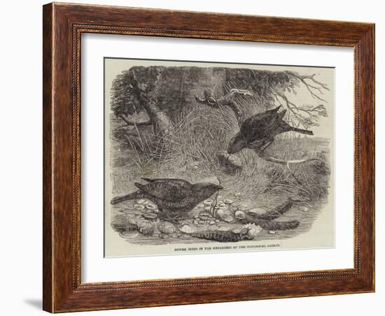 Bower Birds in the Menagerie of the Zoological Society-null-Framed Giclee Print