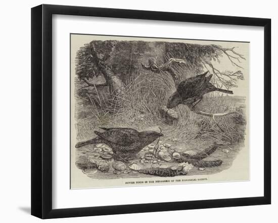 Bower Birds in the Menagerie of the Zoological Society-null-Framed Giclee Print