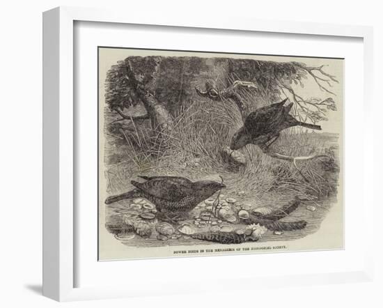 Bower Birds in the Menagerie of the Zoological Society-null-Framed Giclee Print