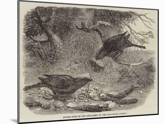 Bower Birds in the Menagerie of the Zoological Society-null-Mounted Giclee Print