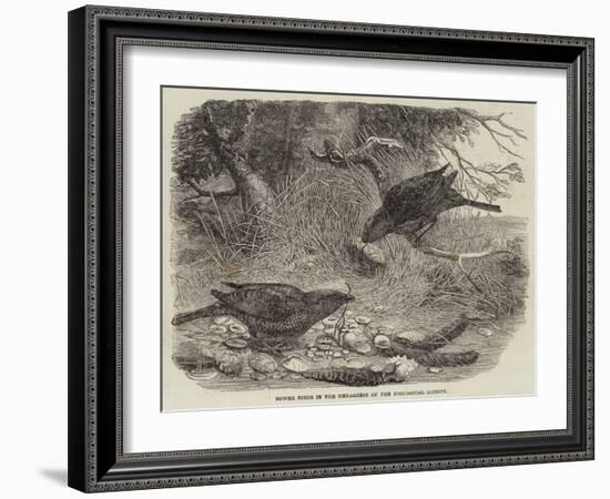 Bower Birds in the Menagerie of the Zoological Society-null-Framed Giclee Print