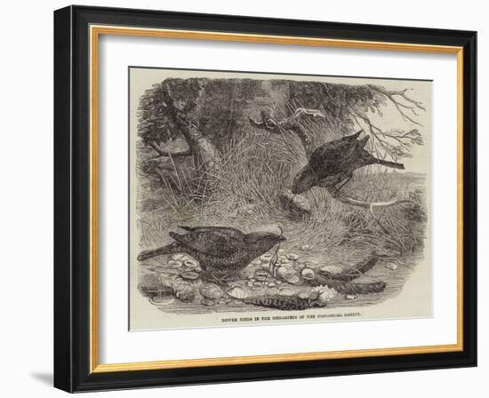 Bower Birds in the Menagerie of the Zoological Society-null-Framed Giclee Print