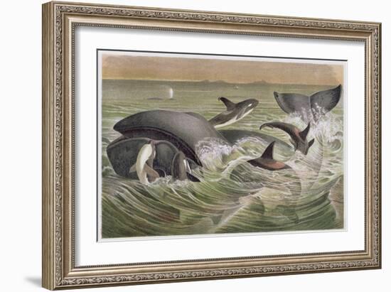 Bowhead and Killer Whales, Plate from "Brehms Tierleben: Allgemeine Kunde Des Tierreichs", Vol.3,…-German School-Framed Giclee Print