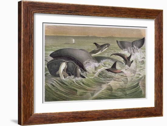 Bowhead and Killer Whales, Plate from "Brehms Tierleben: Allgemeine Kunde Des Tierreichs", Vol.3,…-German School-Framed Giclee Print