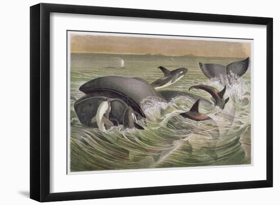 Bowhead and Killer Whales, Plate from "Brehms Tierleben: Allgemeine Kunde Des Tierreichs", Vol.3,…-German School-Framed Giclee Print