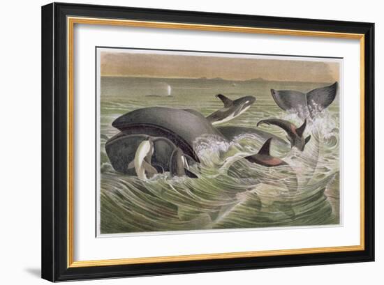 Bowhead and Killer Whales, Plate from "Brehms Tierleben: Allgemeine Kunde Des Tierreichs", Vol.3,…-German School-Framed Giclee Print