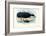 Bowhead Whale, 1863-79-Raimundo Petraroja-Framed Giclee Print