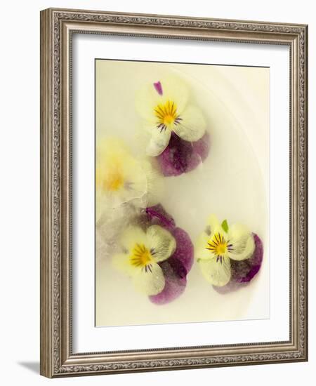 Bowl Filled with Frozen Water and Little Violets-Anyka-Framed Photographic Print