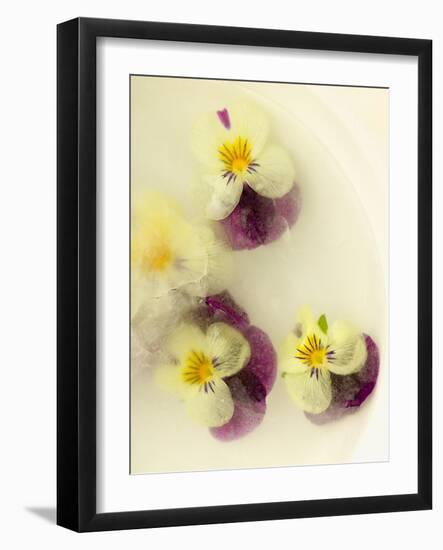 Bowl Filled with Frozen Water and Little Violets-Anyka-Framed Photographic Print