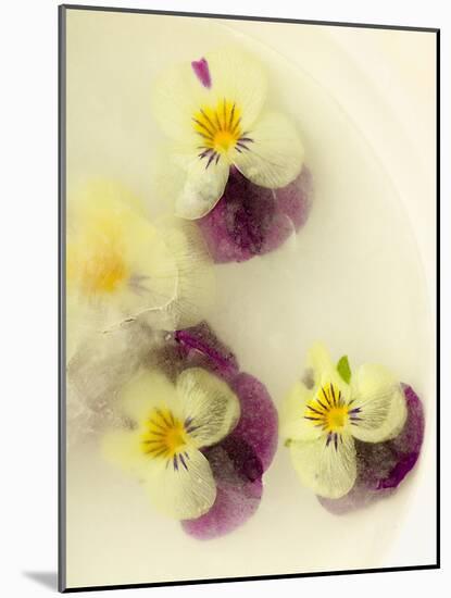 Bowl Filled with Frozen Water and Little Violets-Anyka-Mounted Photographic Print