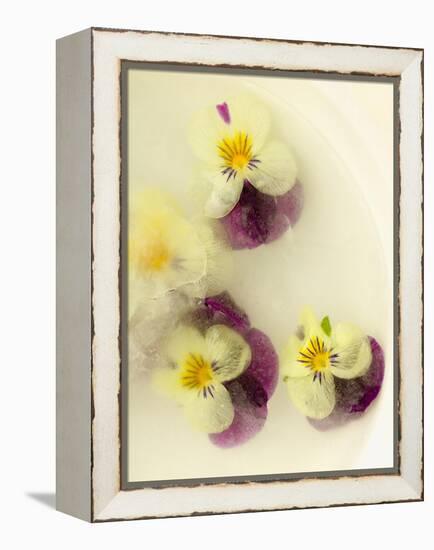 Bowl Filled with Frozen Water and Little Violets-Anyka-Framed Premier Image Canvas