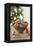 Bowl of Nuts by Holiday Decorations-Lew Robertson-Framed Premier Image Canvas