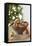 Bowl of Nuts by Holiday Decorations-Lew Robertson-Framed Premier Image Canvas