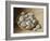 Bowl of Pebbles, 2005-Jenny Barron-Framed Giclee Print