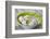 Bowl with Eggs and Daisies-Andrea Haase-Framed Photographic Print