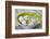 Bowl with Eggs and Daisies-Andrea Haase-Framed Photographic Print