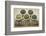 Bowls of Seaweed Diet Supplements (Bladderwrack, Sea Lettuce, Kelp Powder, Wakame and Irish Moss)-PixelsAway-Framed Photographic Print