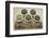 Bowls of Seaweed Diet Supplements (Bladderwrack, Sea Lettuce, Kelp Powder, Wakame and Irish Moss)-PixelsAway-Framed Photographic Print