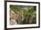 Box Canyon and the town of Ouray, Colorado, USA-Russ Bishop-Framed Premium Photographic Print