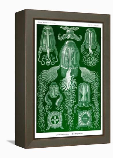 Box Jelly Fish-Ernst Haeckel-Framed Stretched Canvas