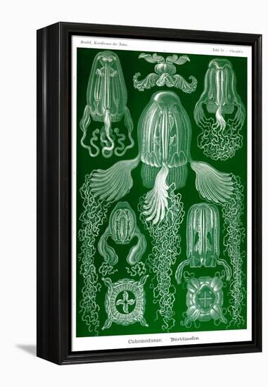 Box Jelly Fish-Ernst Haeckel-Framed Stretched Canvas