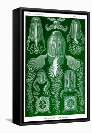 Box Jelly Fish-Ernst Haeckel-Framed Stretched Canvas