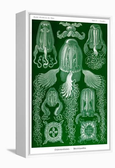 Box Jelly Fish-Ernst Haeckel-Framed Stretched Canvas