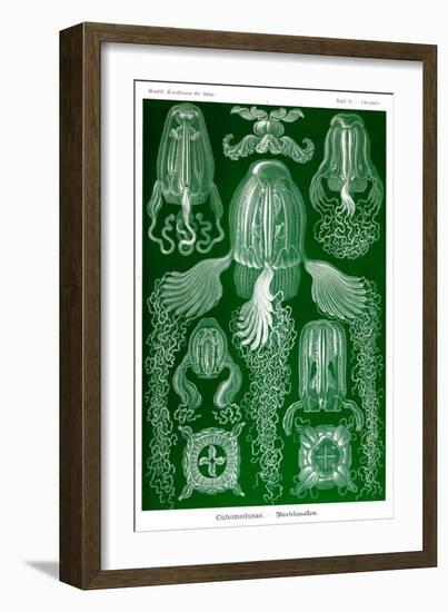 Box Jelly Fish-Ernst Haeckel-Framed Art Print