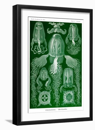 Box Jelly Fish-Ernst Haeckel-Framed Art Print