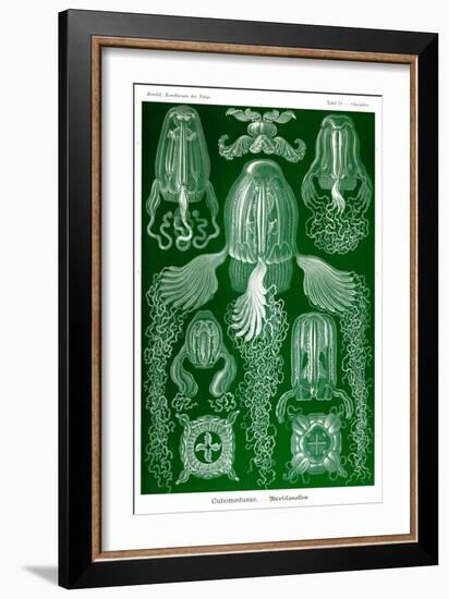 Box Jelly Fish-Ernst Haeckel-Framed Art Print