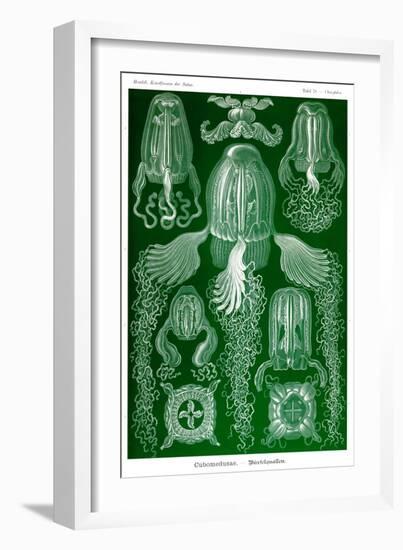 Box Jelly Fish-Ernst Haeckel-Framed Art Print