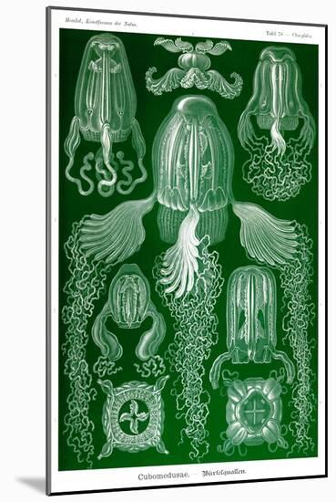 Box Jelly Fish-Ernst Haeckel-Mounted Art Print